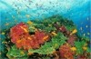 شناسایی انواع صخره های مرجانی