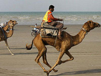 گشت و گذارلذت بخش نوروزي در باغ اكبريه بيرجند با شتر سواري
