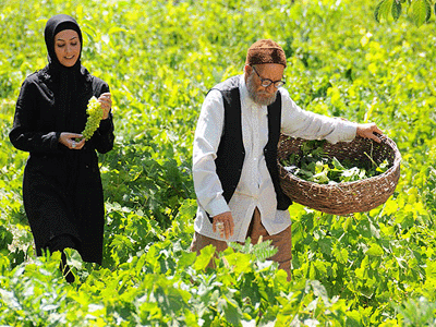 اکران فیلم سینمایی «سیب و سلما» در سینما گلستان