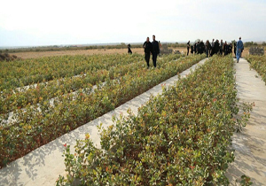 مستندسازان در زندان سوژه «دوربین مستند» شدند