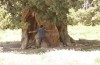 درختان تاریخی شناسنامه‌دار سخن می‌گویند!/اسنادِ کلوت‌های شهداد رونمائی می‌شوند